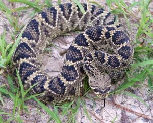 This was at the gate to the river... and why they make snake boots!