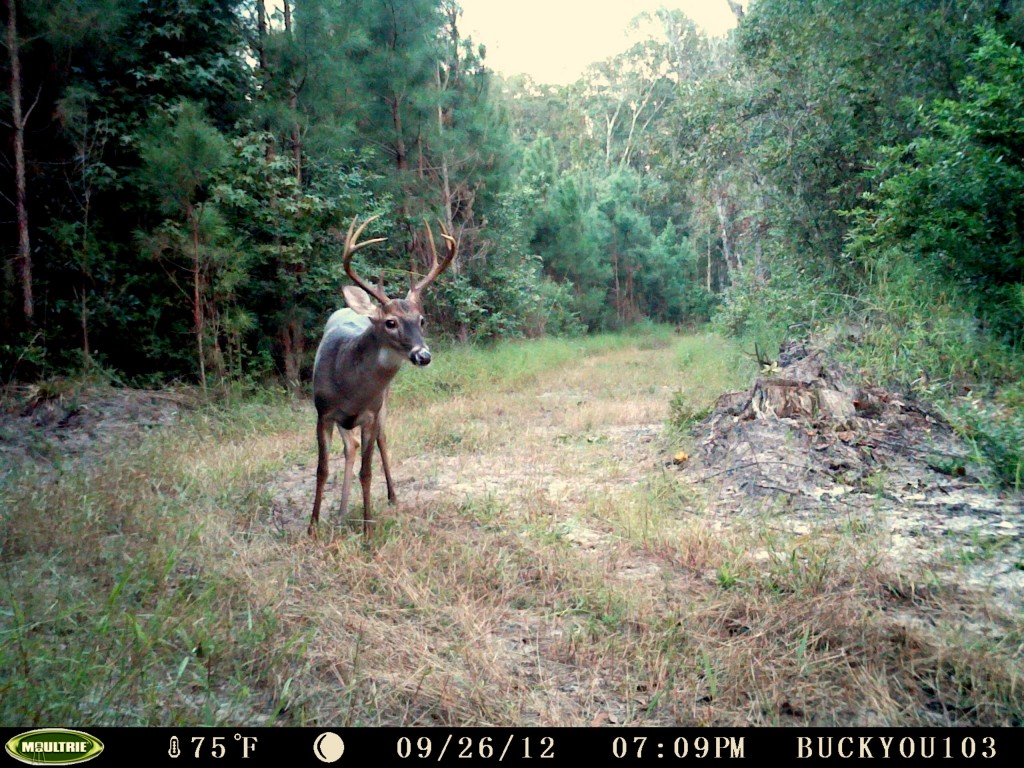South Carolina deer hunting Archives South Carolina, Cypress Creek